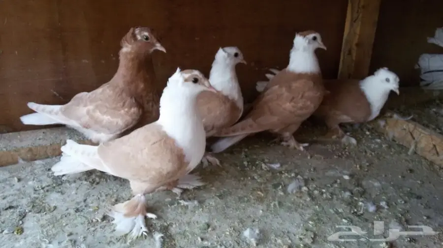 للبيع لبناني طبات في منهم اخوان العدد 5 حبات (image 2)