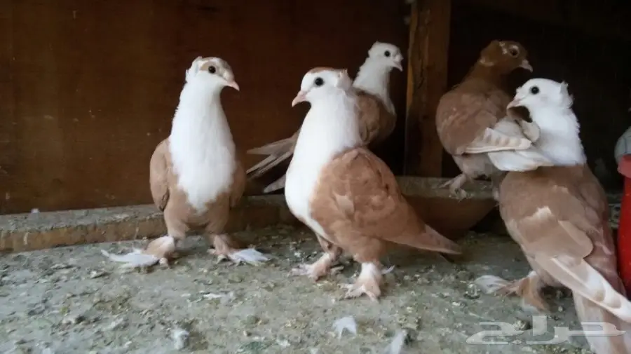 للبيع لبناني طبات في منهم اخوان العدد 5 حبات (image 3)