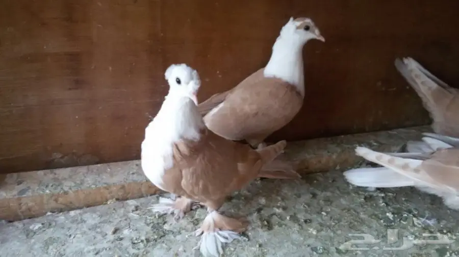 للبيع لبناني طبات في منهم اخوان العدد 5 حبات (image 4)