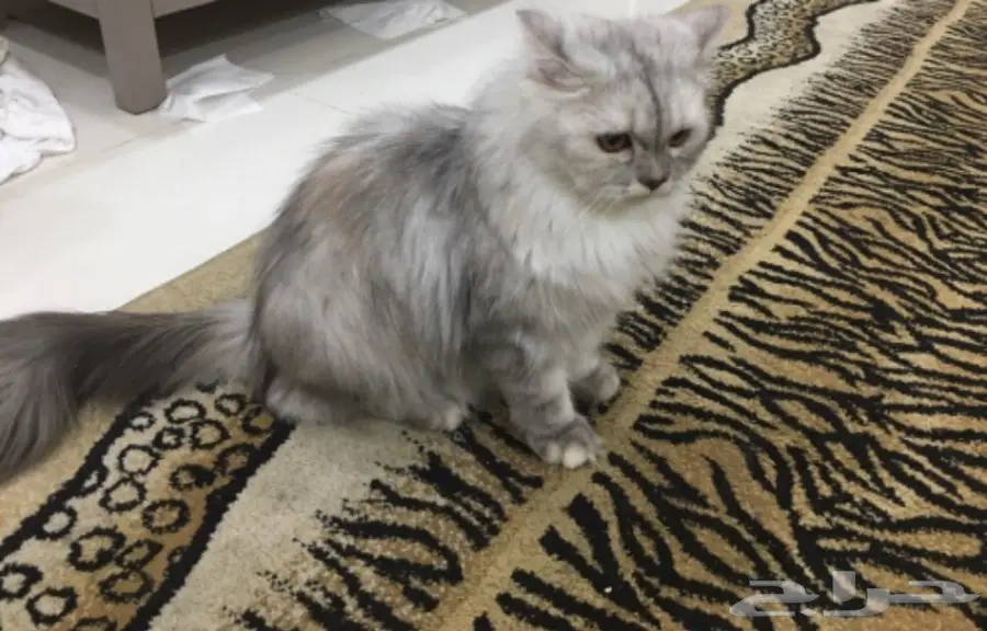 قطط للبيع (image 7)