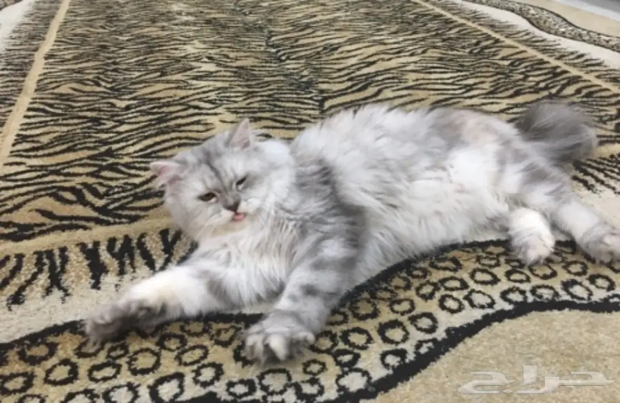 قطط للبيع (image 4)