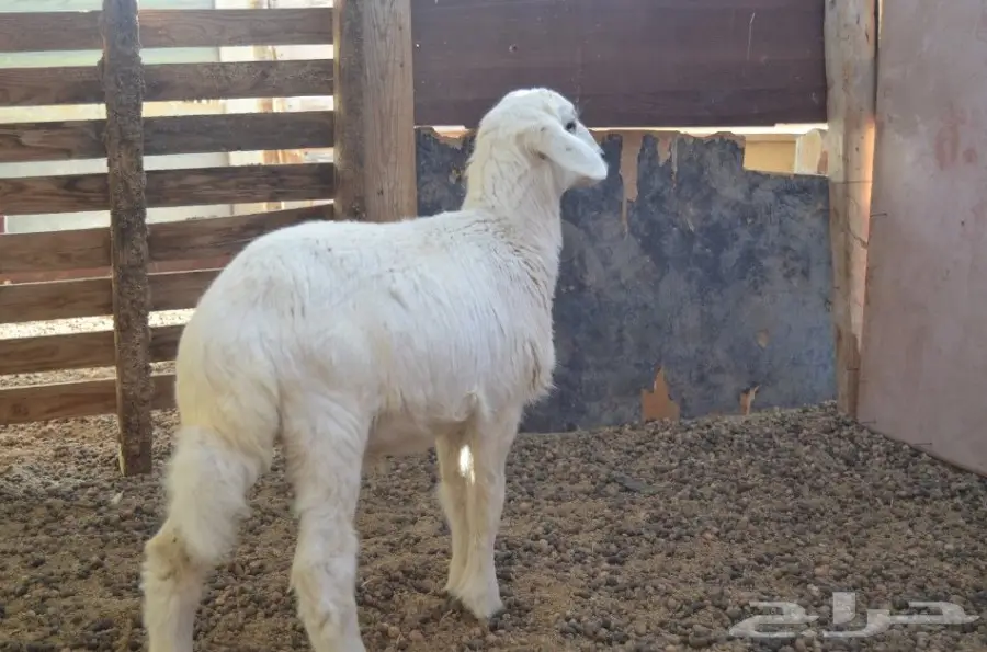 طلي للبيع (image 2)