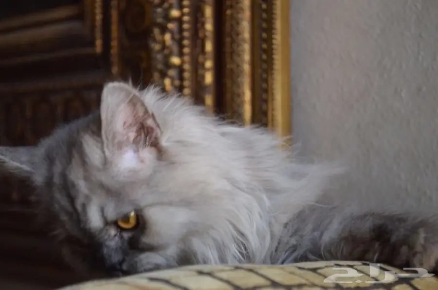 قط شيرازي ذكر - فرصة ذهبية! (image 4)