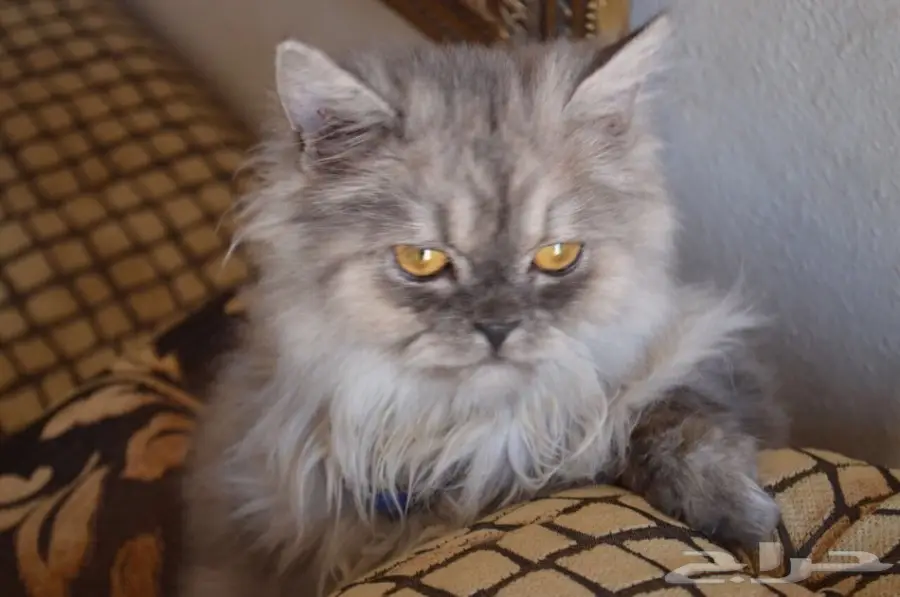 قط شيرازي ذكر - فرصة ذهبية! (image 5)