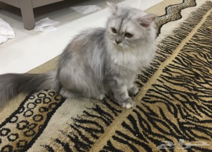 قطط للبيع (image 8)