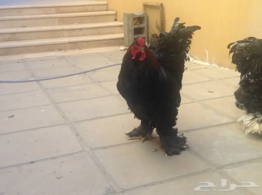 زوجين براهما وفروخ للبيع