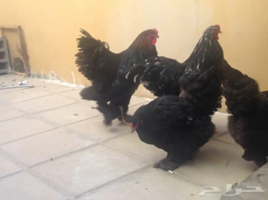 زوجين براهما وفروخ للبيع (image 1)