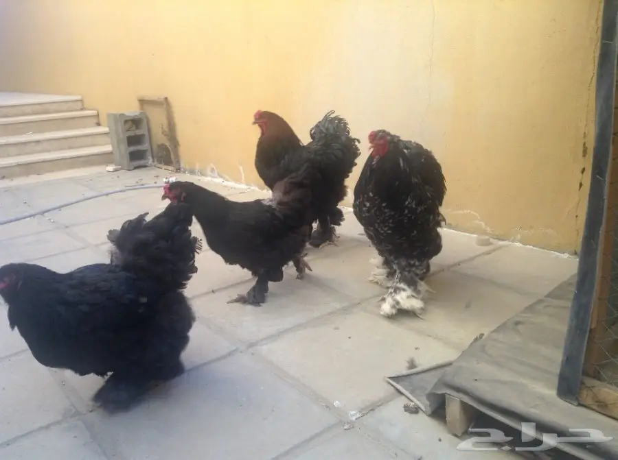 زوجين براهما وفروخ للبيع (image 2)