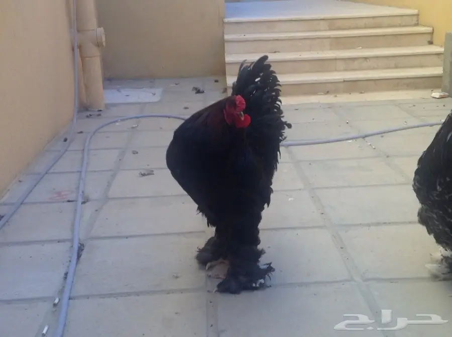 زوجين براهما وفروخ للبيع (image 3)