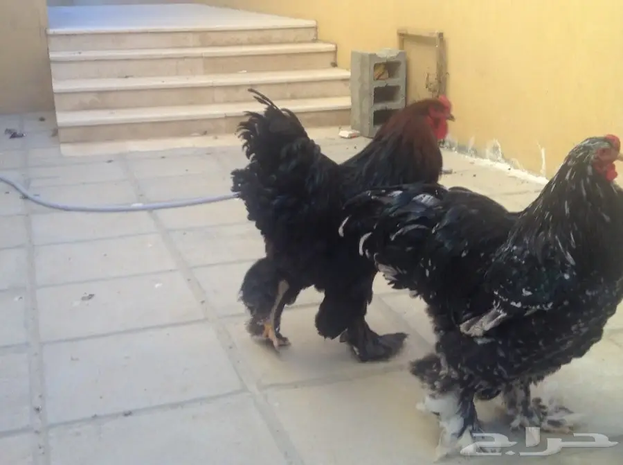 زوجين براهما وفروخ للبيع (image 4)