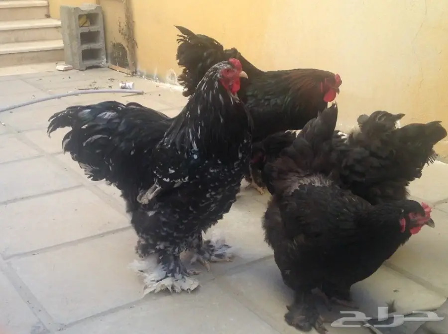 زوجين براهما وفروخ للبيع (image 5)