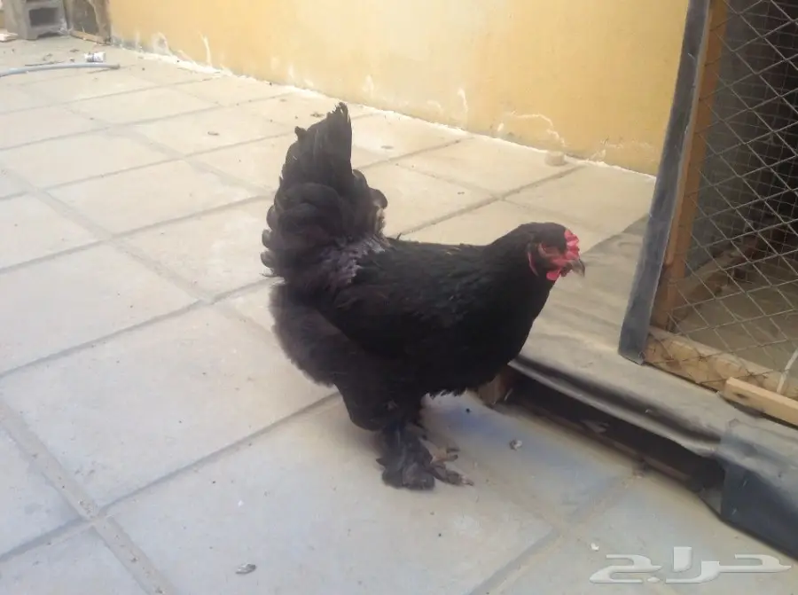 زوجين براهما وفروخ للبيع (image 6)