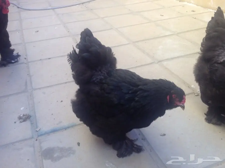 زوجين براهما وفروخ للبيع (image 7)