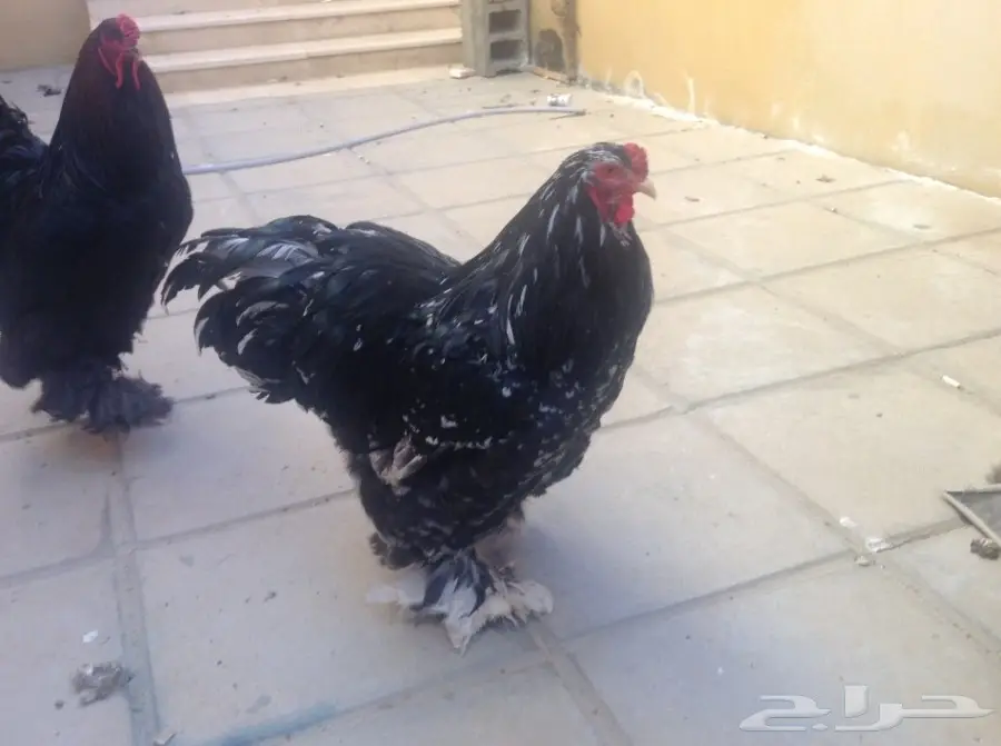 زوجين براهما وفروخ للبيع (image 8)