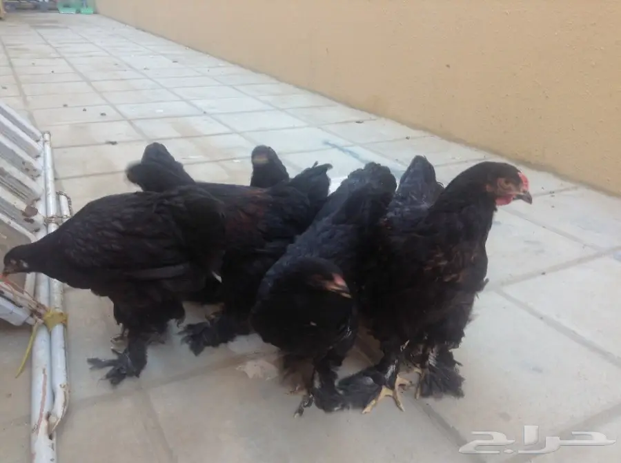 زوجين براهما وفروخ للبيع (image 9)