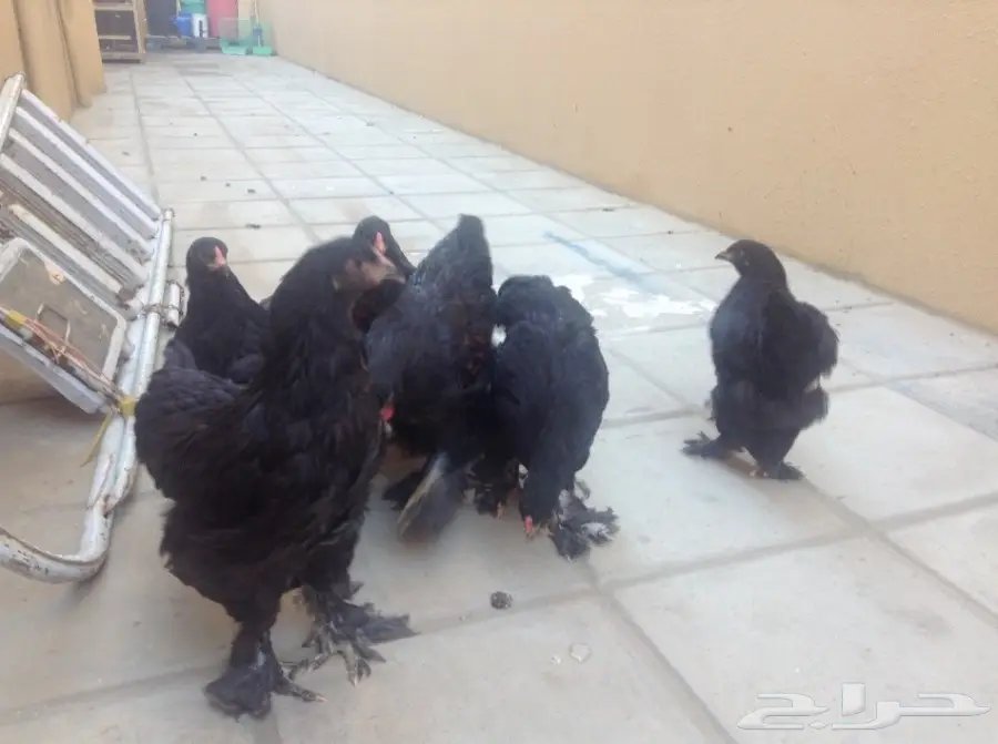 زوجين براهما وفروخ للبيع (image 10)