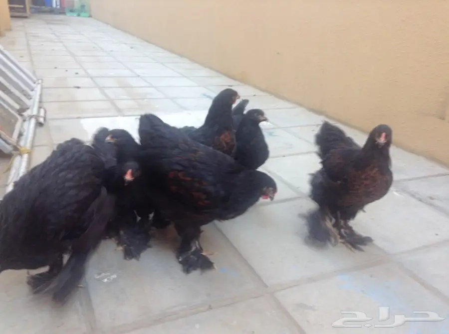 زوجين براهما وفروخ للبيع (image 11)