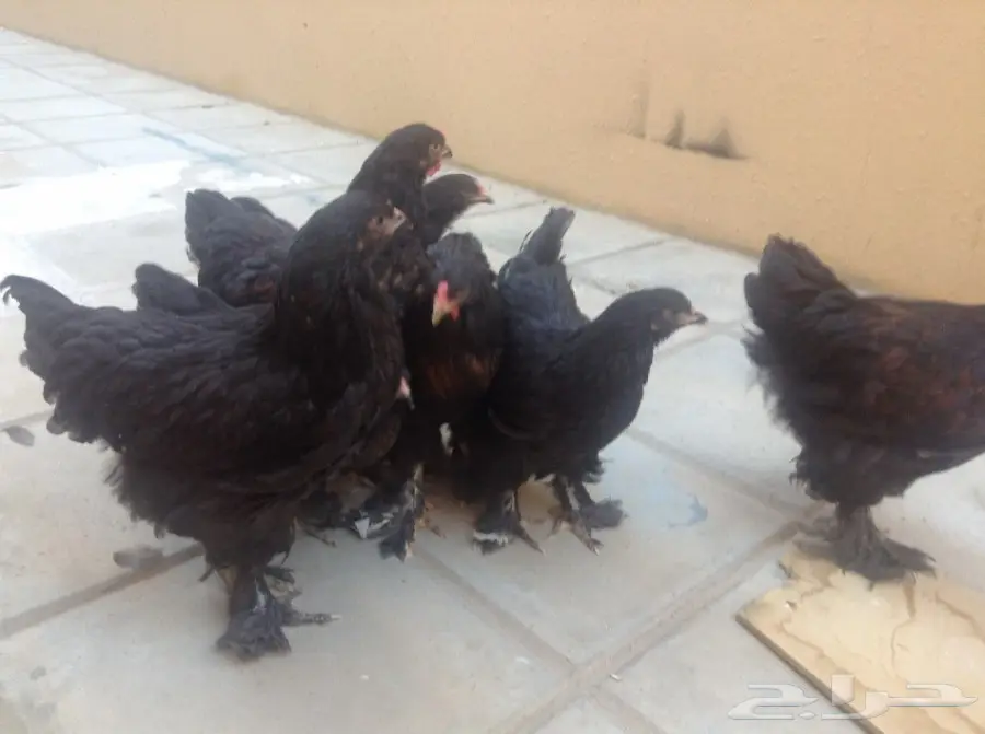 زوجين براهما وفروخ للبيع (image 12)