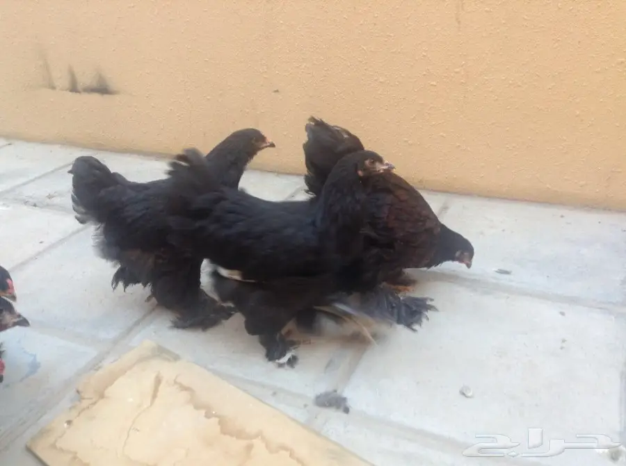 زوجين براهما وفروخ للبيع (image 13)