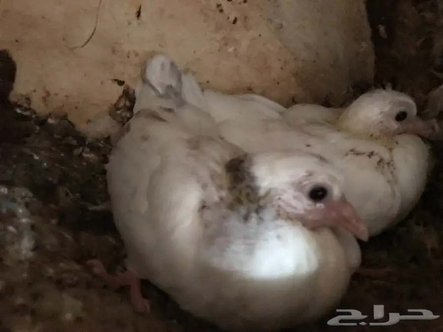 زغاليل للبيع