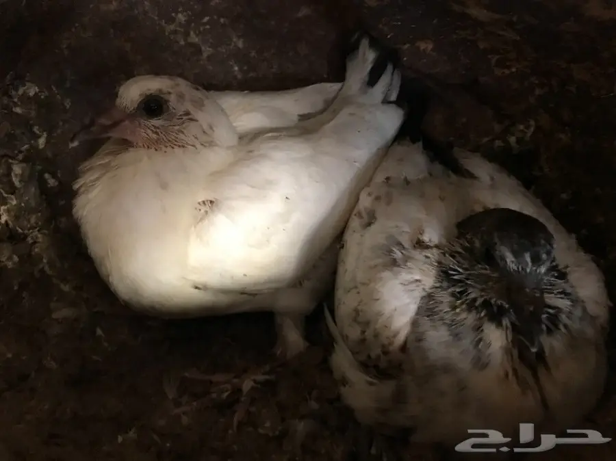 زغاليل للبيع (image 1)