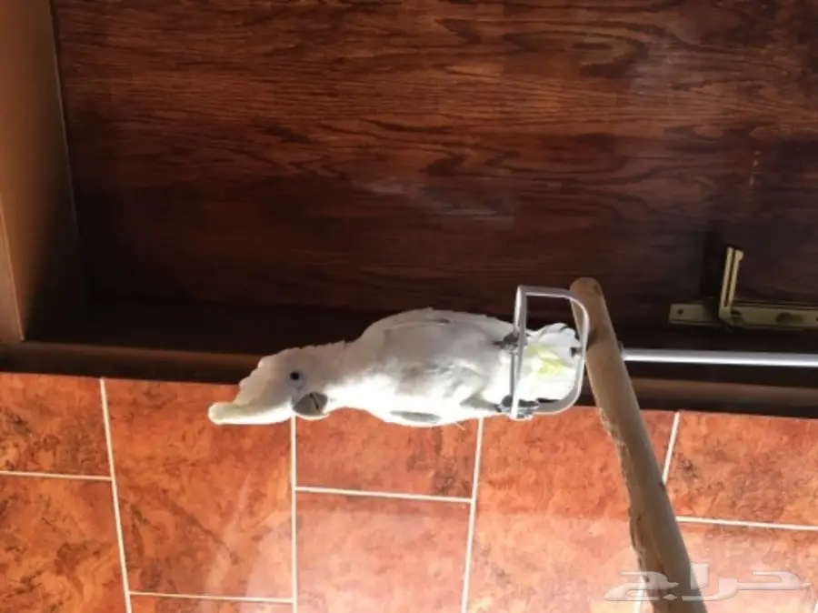 كوكاتو سلمون من النوادر للبدل 