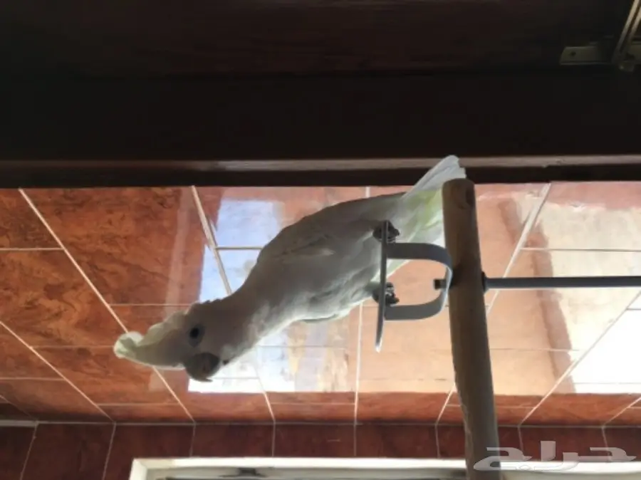 كوكاتو سلمون من النوادر للبدل  (image 1)