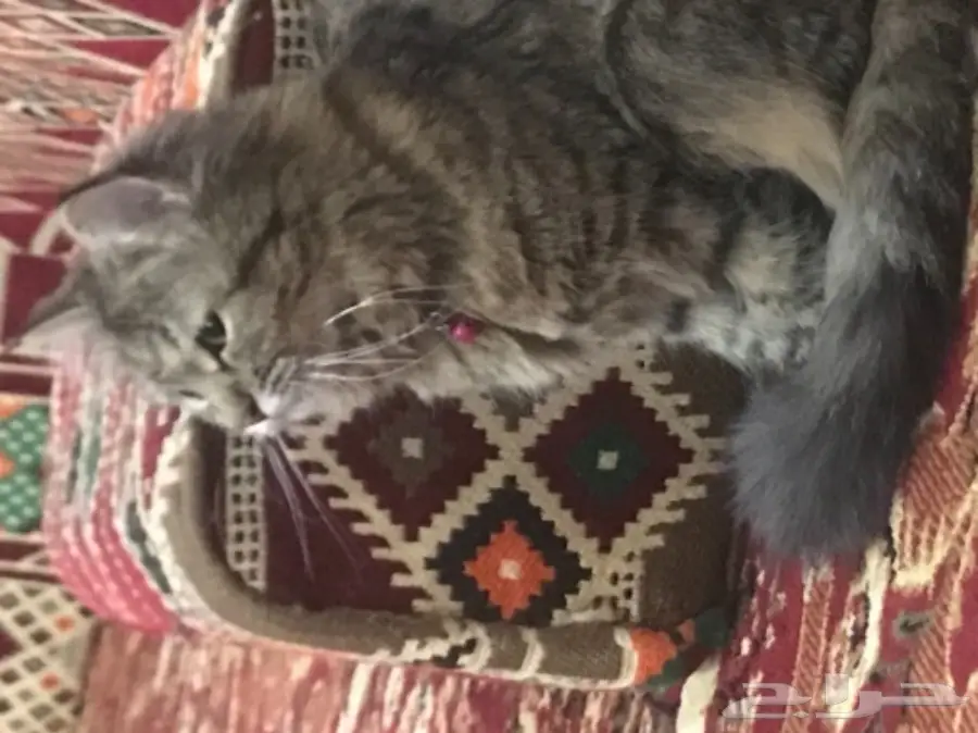 قط شيرازي  عمره 5 شهور انثى 