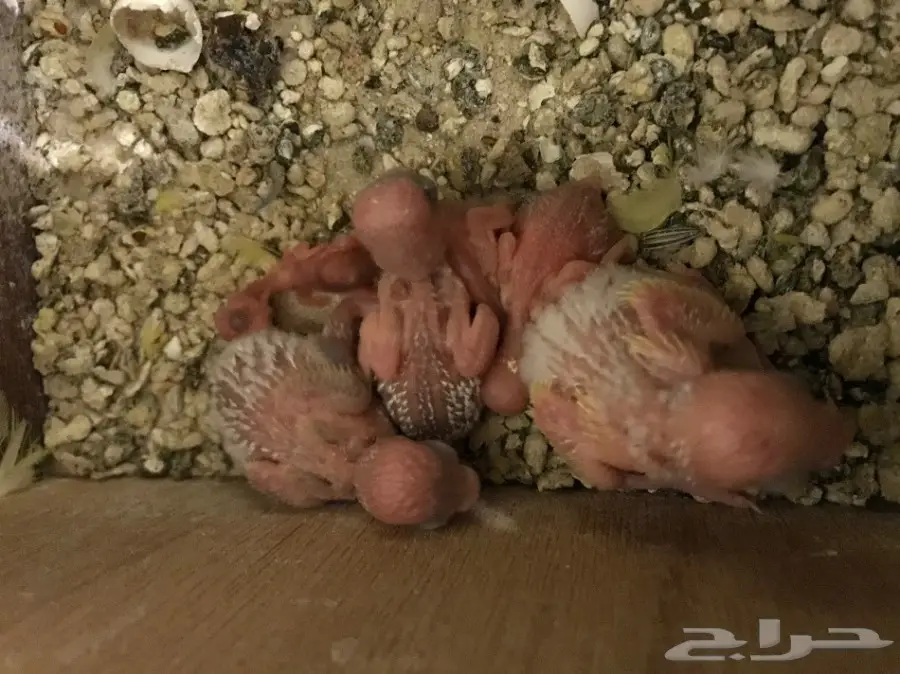 زوج بادجي معه 6 فروخ  (image 1)