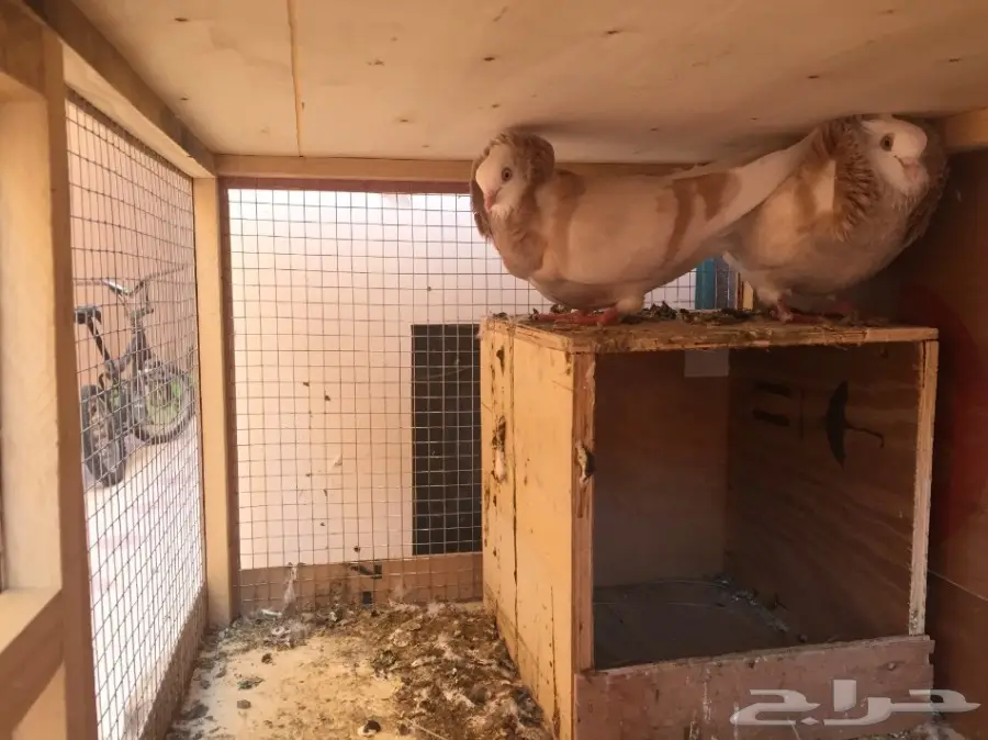 للبيع جوزين بلجيكي منتجة 