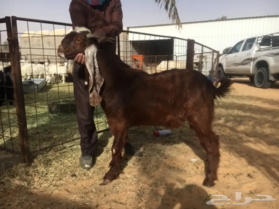 تيس احمر هولندي مشروط