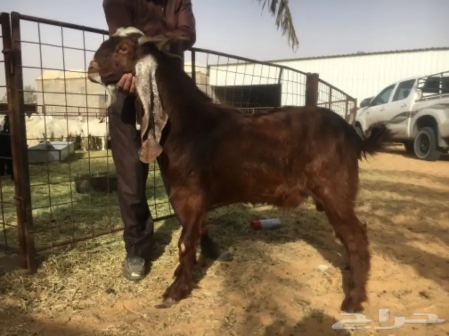 تيس احمر هولندي مشروط (image 1)