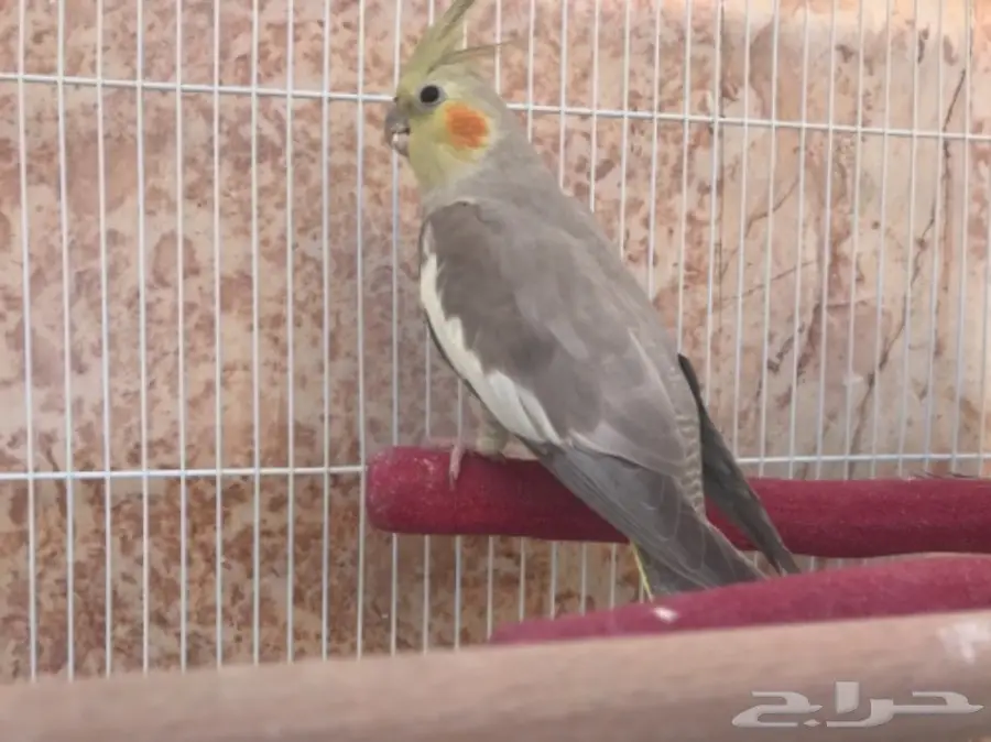 انثى كروان جاهزة