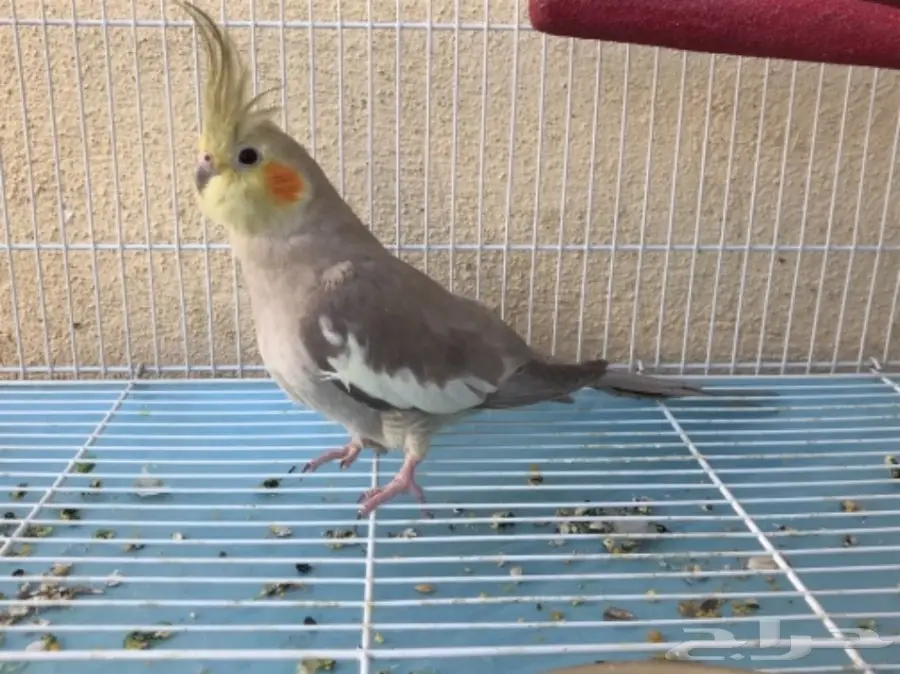 انثى كروان جاهزة (image 1)