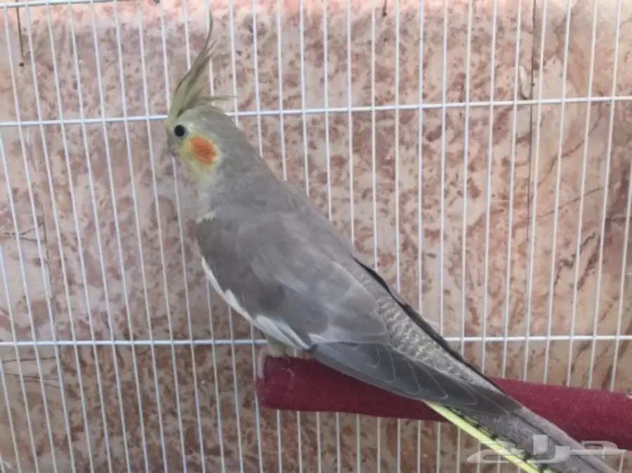 انثى كروان جاهزة (image 2)