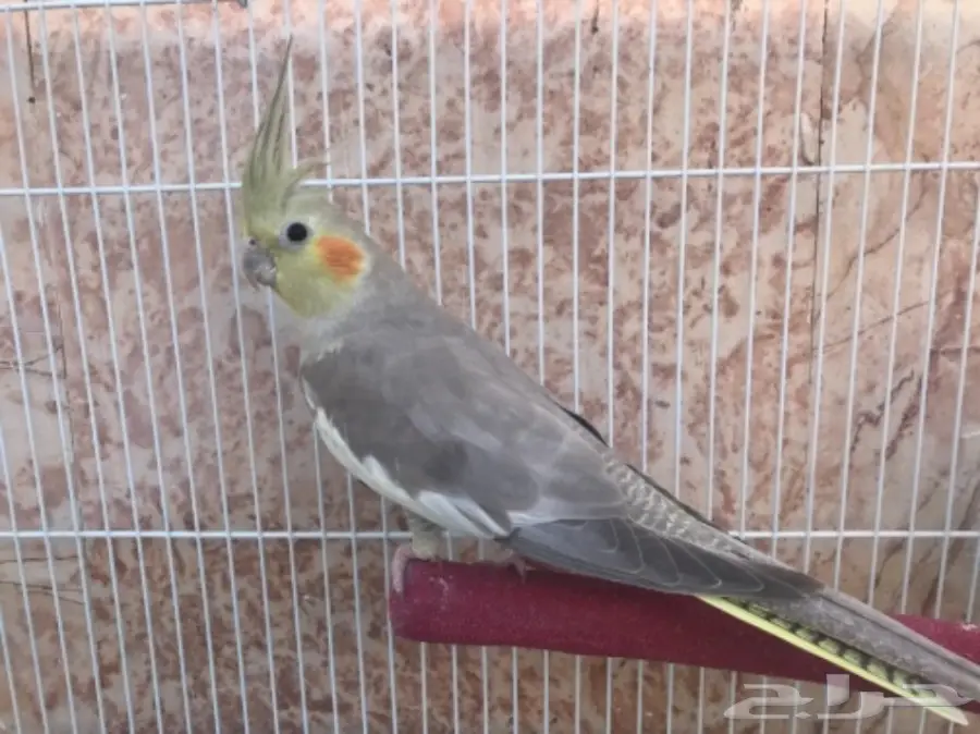 انثى كروان جاهزة (image 3)