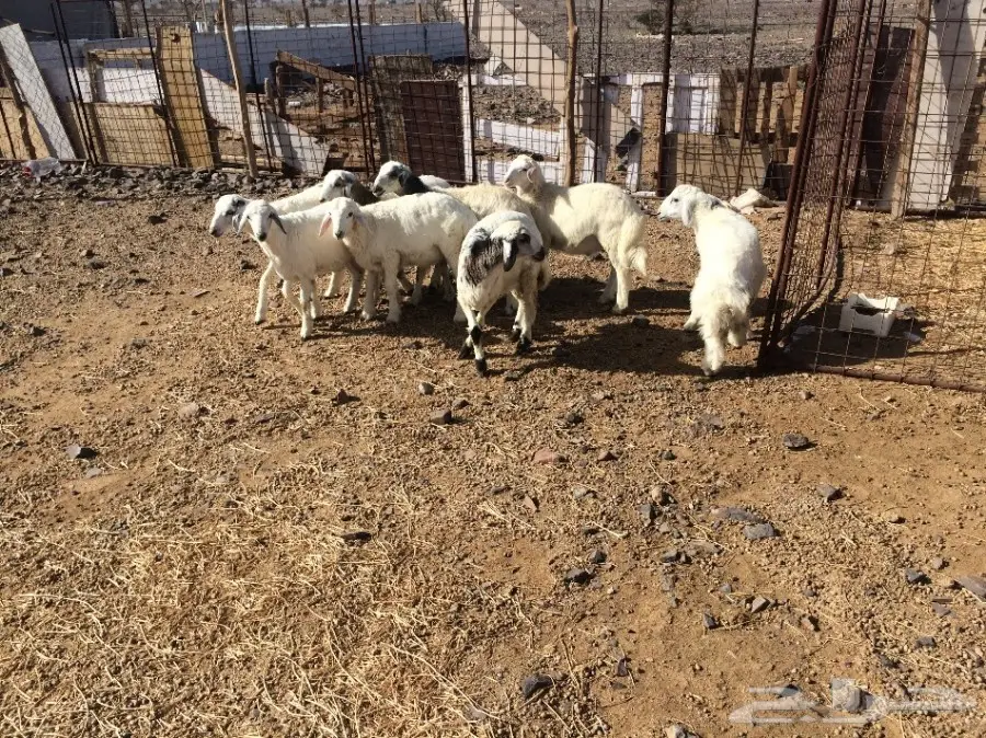 للي البيع بهم نظيف  (image 6)