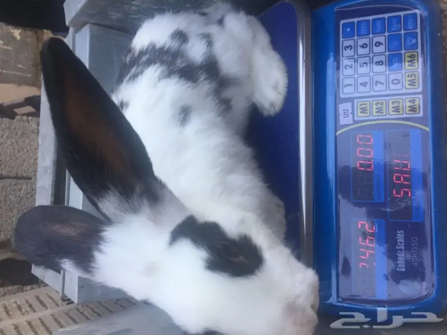 ارانب للبيع 