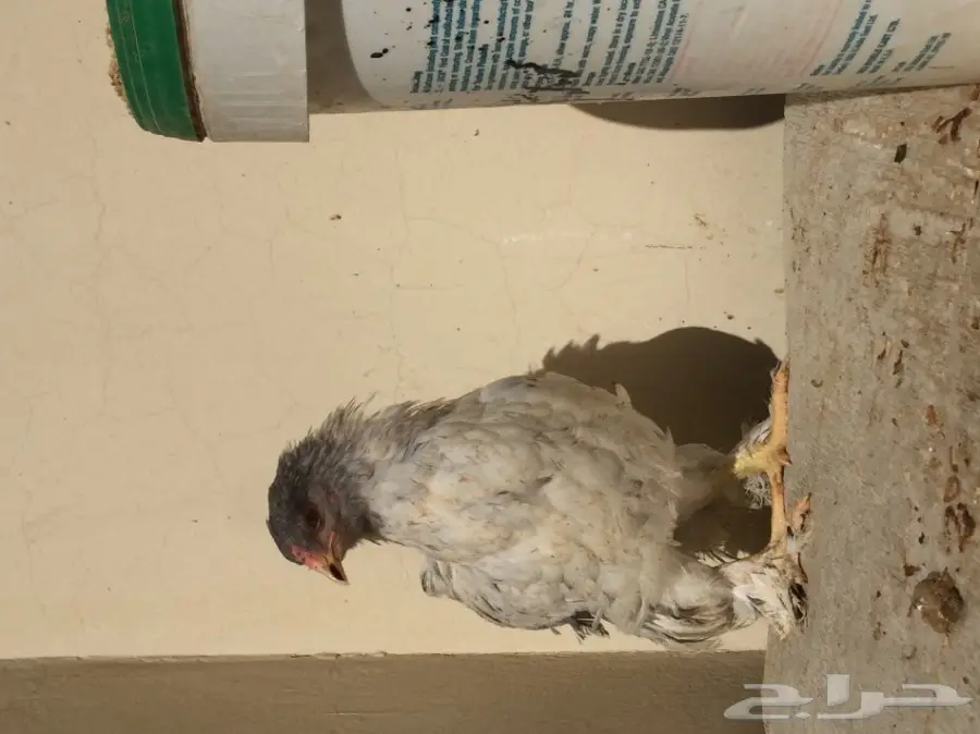 طقمين دجاج براهما للبيع  (image 5)