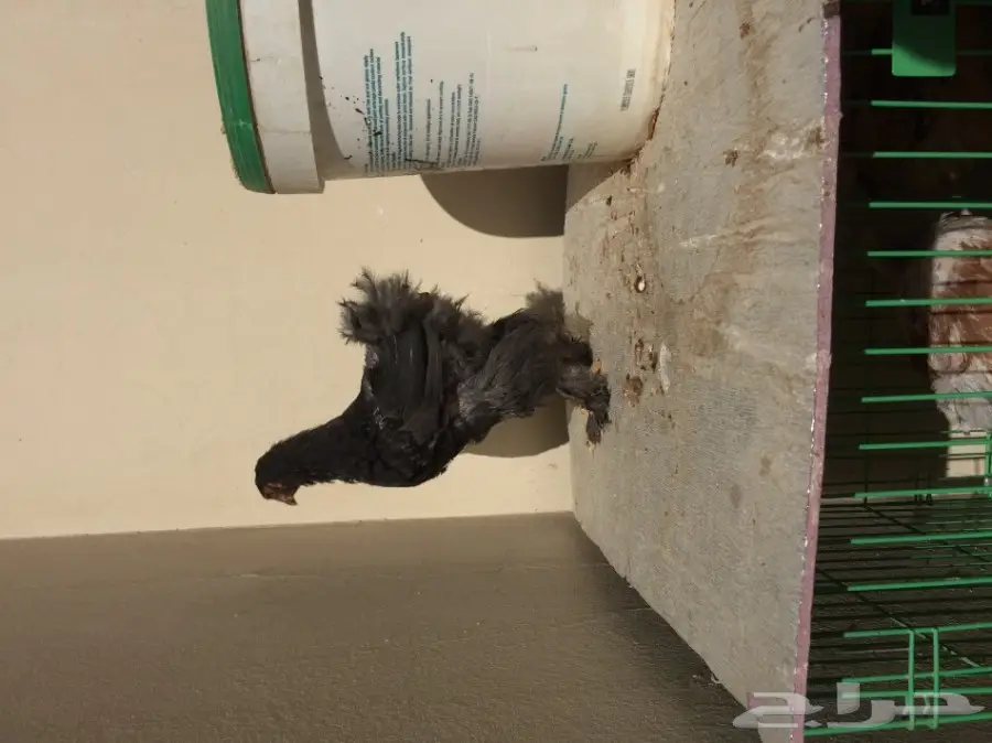 طقمين دجاج براهما للبيع  (image 6)