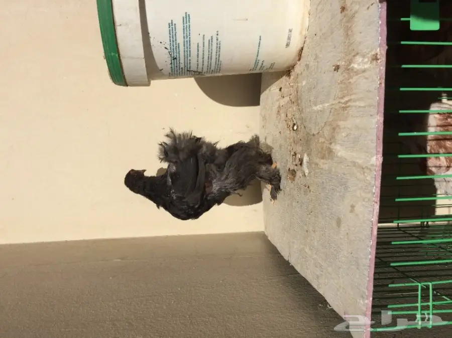 طقمين دجاج براهما للبيع  (image 7)