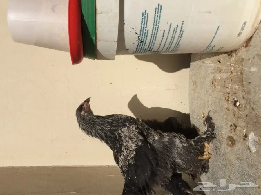 طقمين دجاج براهما للبيع  (image 8)