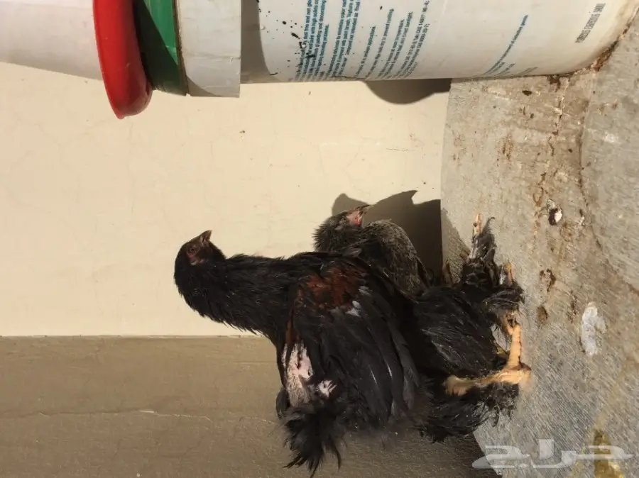 طقمين دجاج براهما للبيع  (image 9)