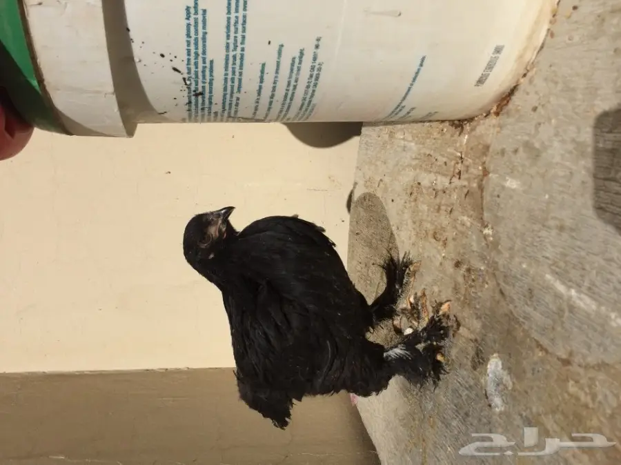 طقمين دجاج براهما للبيع  (image 10)