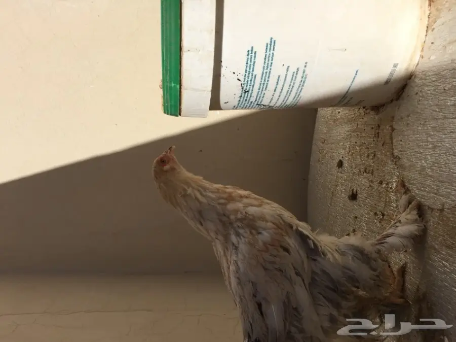 طقمين دجاج براهما للبيع  (image 11)