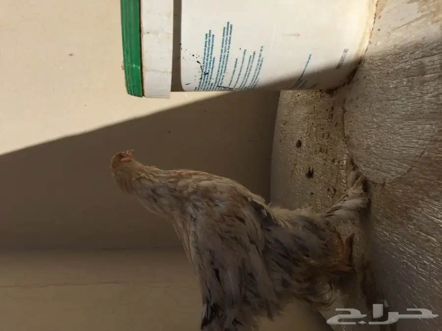 طقمين دجاج براهما للبيع  (image 12)
