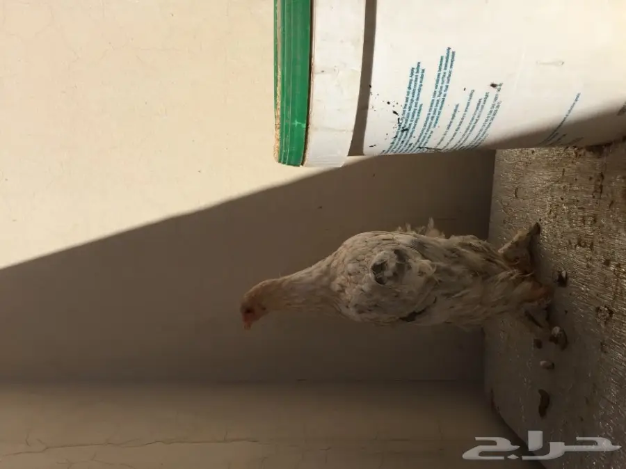 طقمين دجاج براهما للبيع  (image 13)