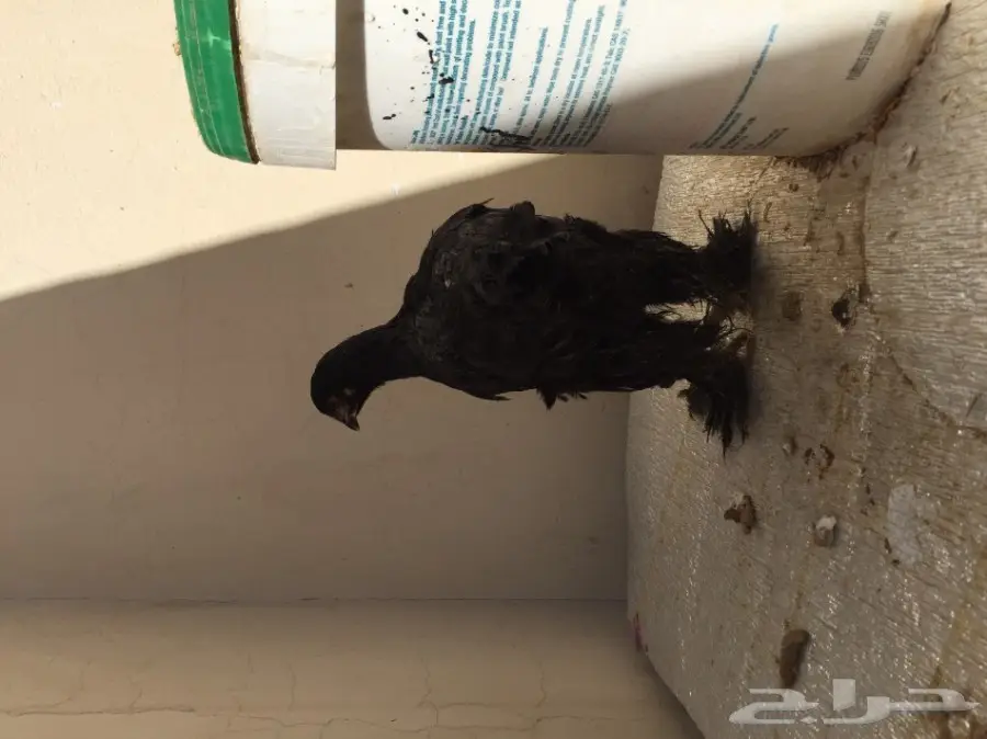 طقمين دجاج براهما للبيع  (image 14)