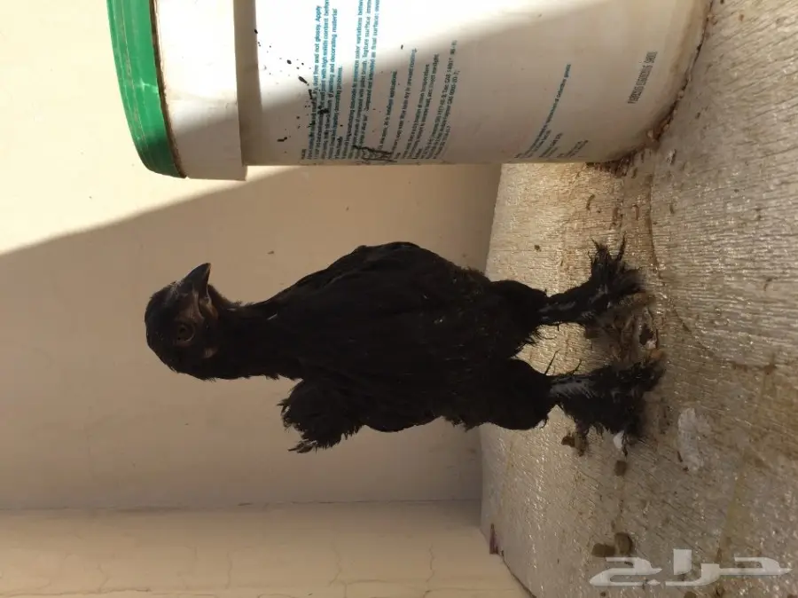 طقمين دجاج براهما للبيع  (image 15)