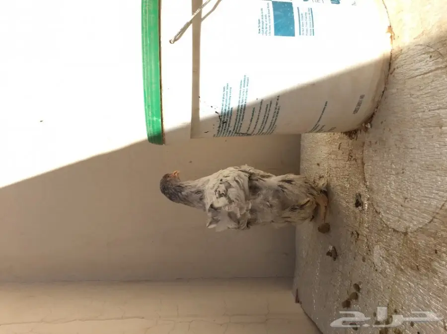 طقمين دجاج براهما للبيع  (image 16)